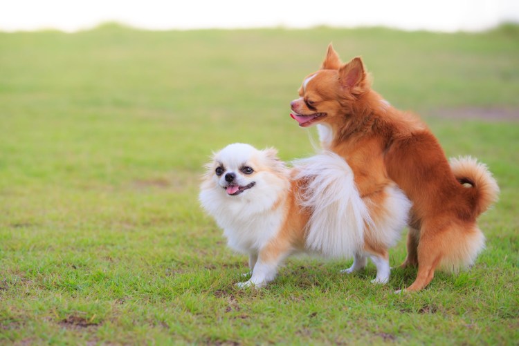 Собака и курица