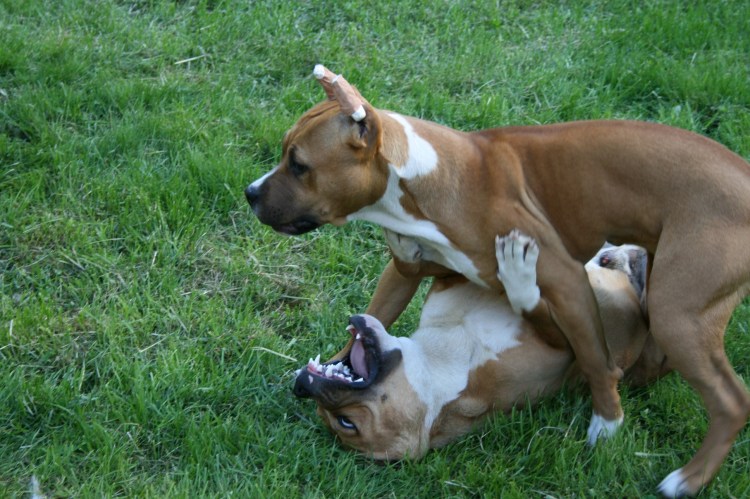 Собаки слипаются при спаривании