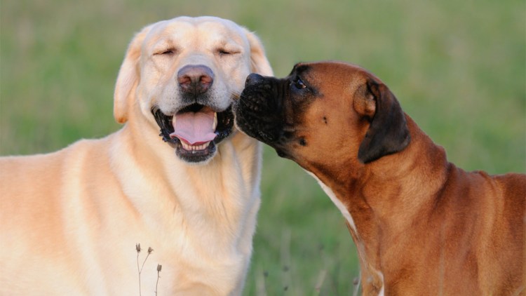 Собаки спариваются вдали