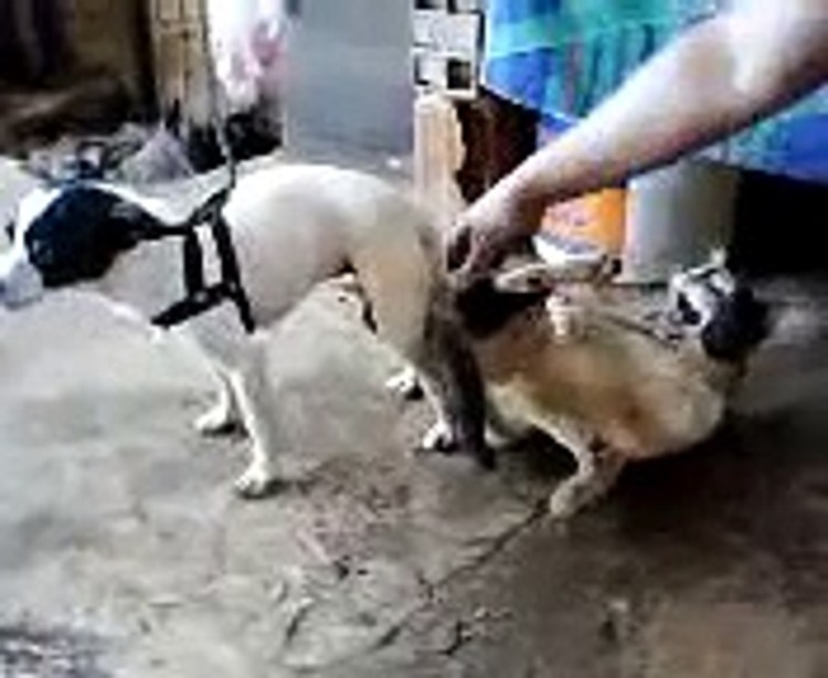 Спаривание собак лаек