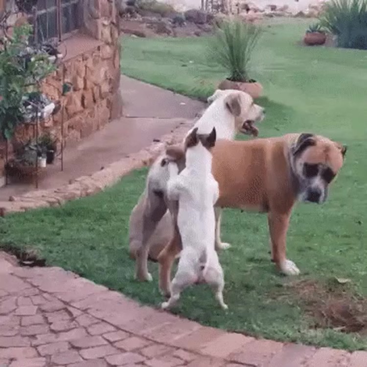 Маленькая собака спаривается с большой