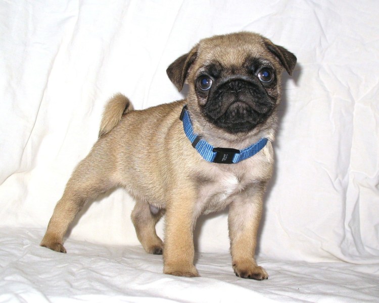 Брабансон и Мопс