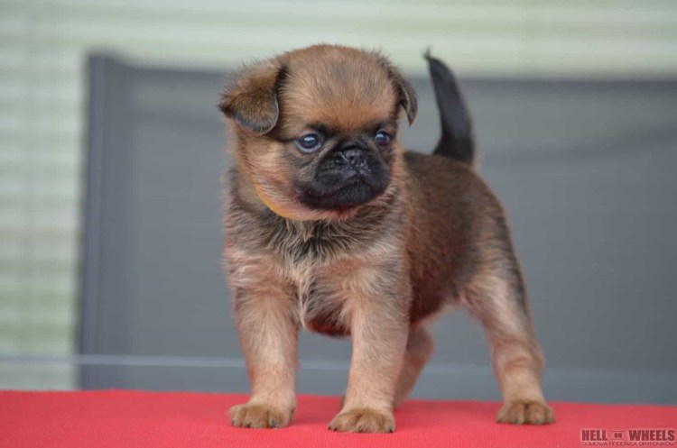 Брабансон Олений окрас