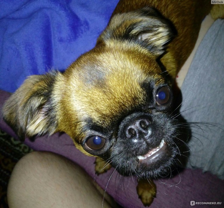 Мопс гриффон
