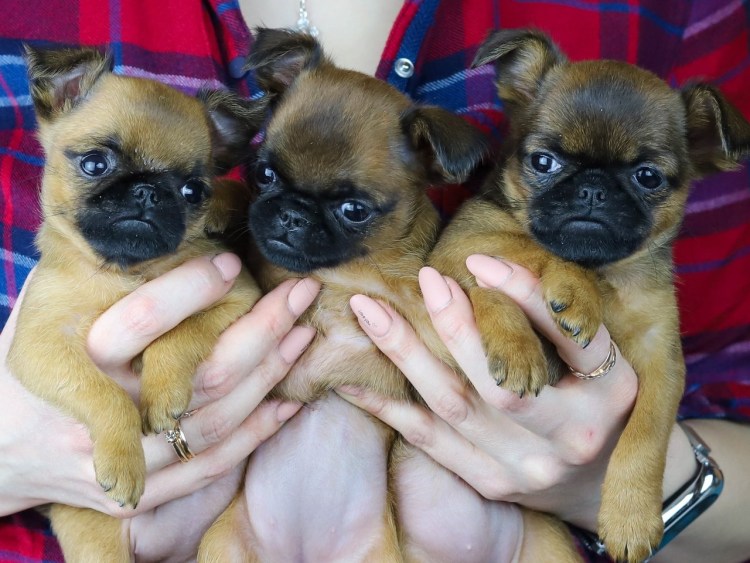 Пти брабансон купить в СПБ