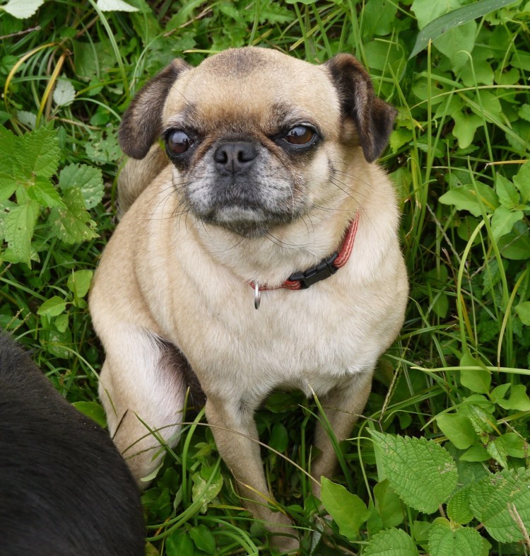 Брюссельский гриффон Пти брабансон