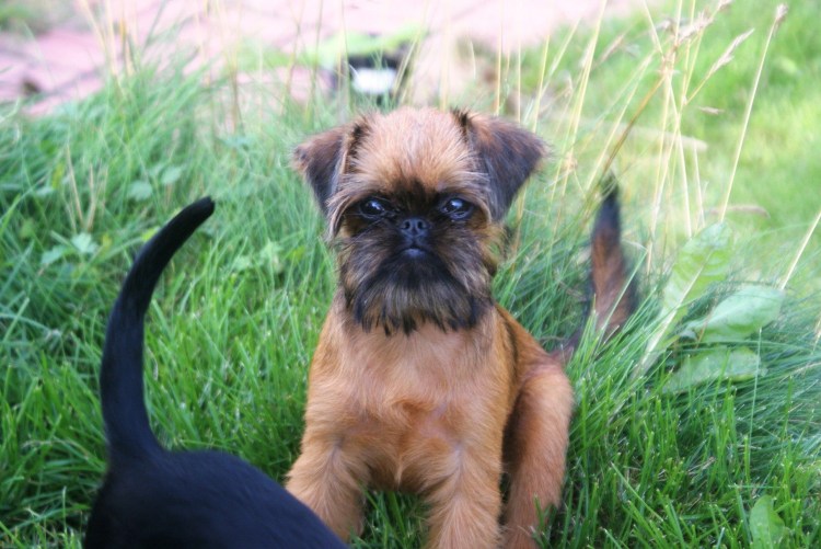 Брабансон метис