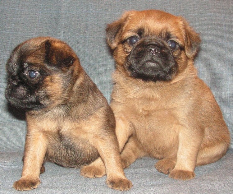 Пти брабансон питомник