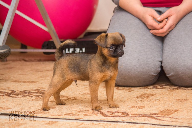 Помесь МОПСА И пекинеса