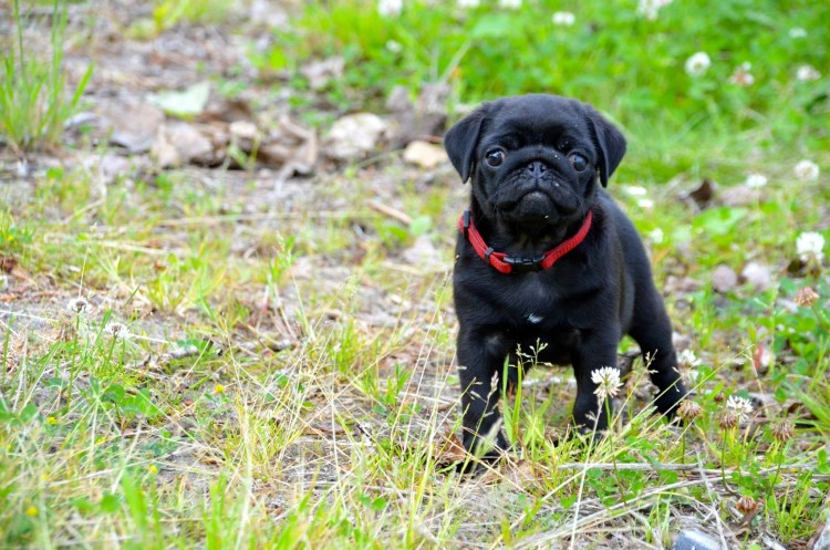 Пти брабансон