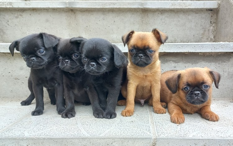 Гриффон Пти брабансон