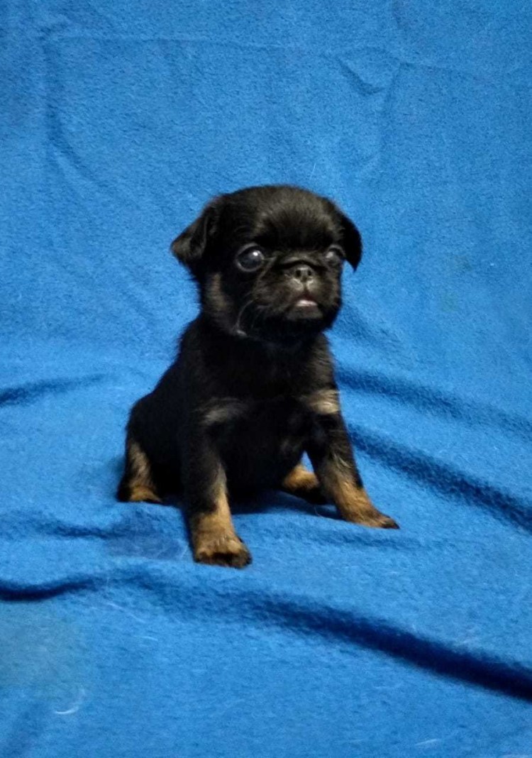 Пти брабансон и чихуахуа