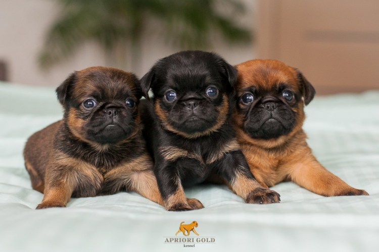 Бульдог Мопс брабансон