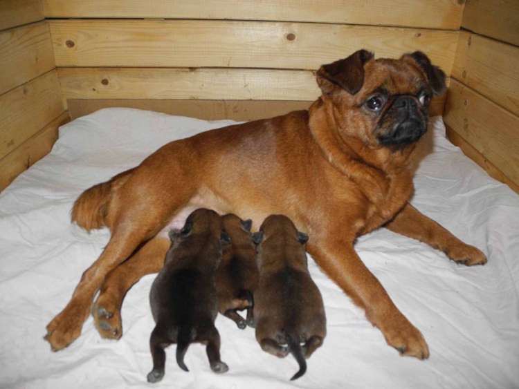 Пти брабансона расцветка