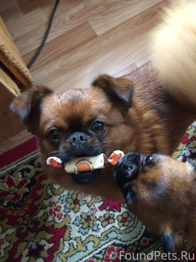 Порода собак Пти брабансон