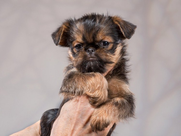 Пти брабансон чепрачный