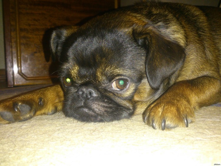 Пти брабансон