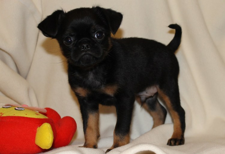 Щенок Пти брабансона 4 месяца