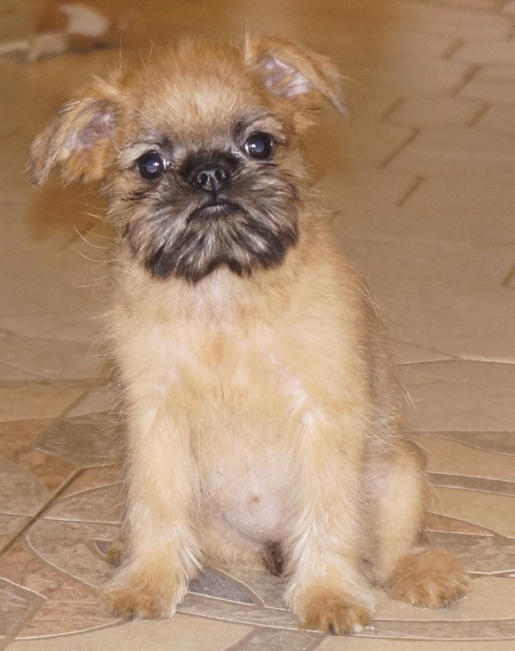 Метис МОПСА И чихуахуа