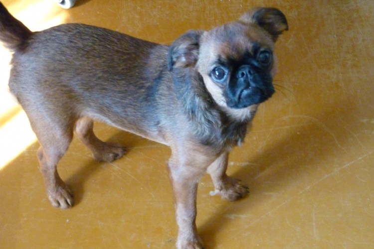 Брюссельский Пти брабансон