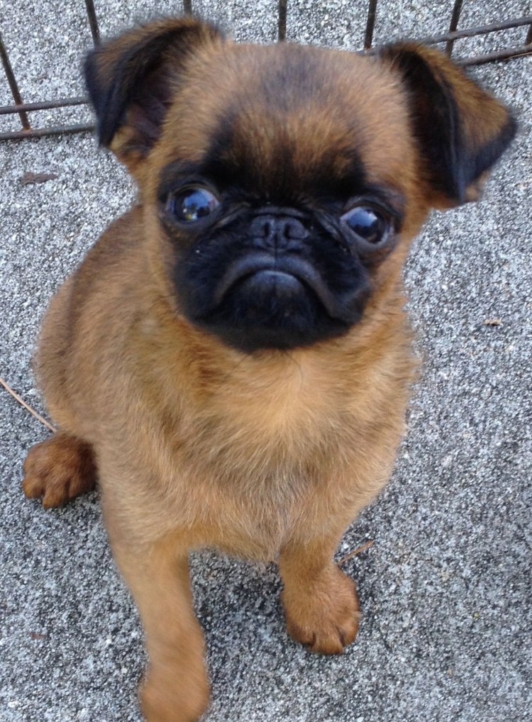 Метис Пти брабансона