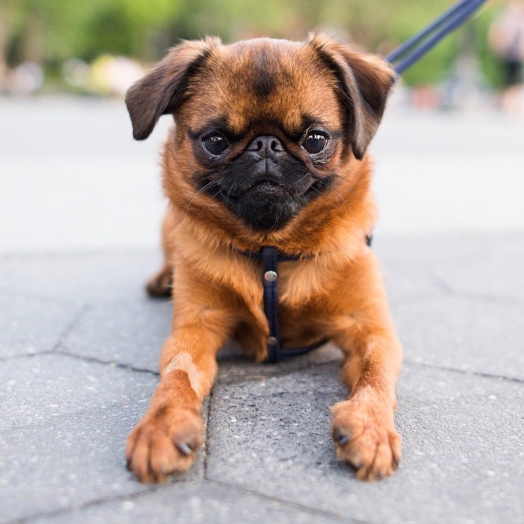 Брюссельский гриффон Пти брабансон