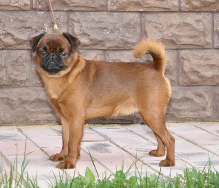 Порода собак Пти брабансон