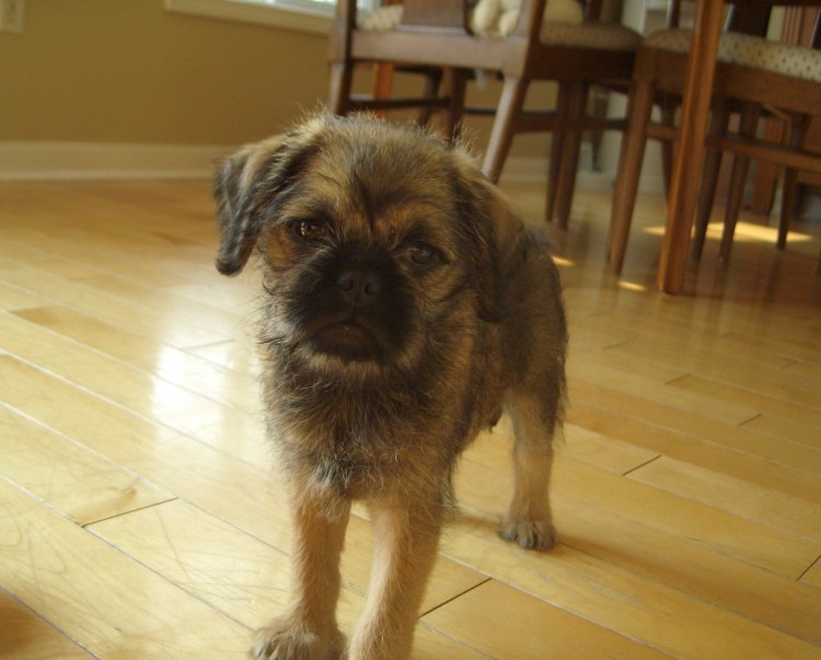 Пти брабансон черный