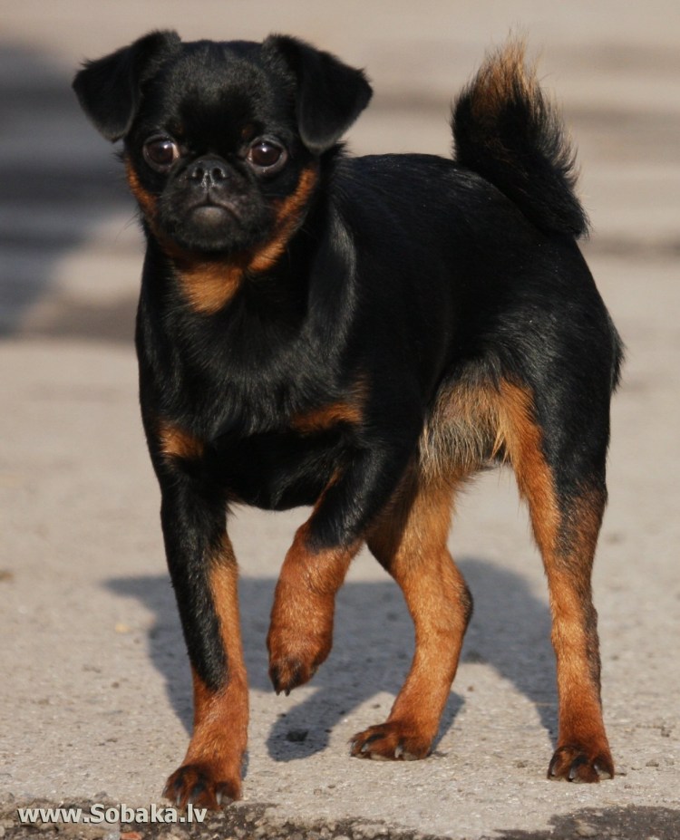 Пти-брабансона коровка