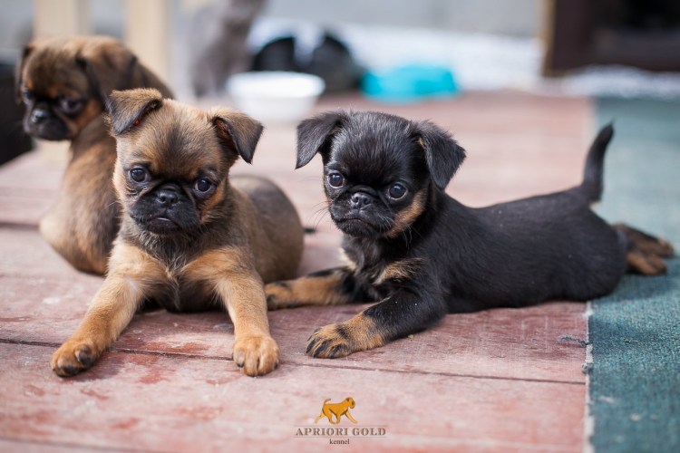 Мопс гриффон и брабансон