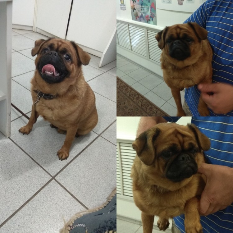 Брюссельский гриффон Пти брабансон