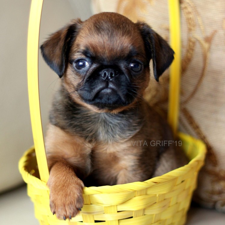 Метис бельгийского гриффона