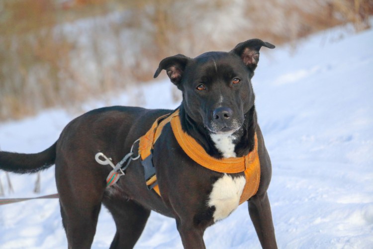 Фото брабансона мамы и ребенка