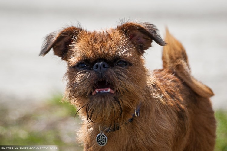 Пти брабансон черный девочка