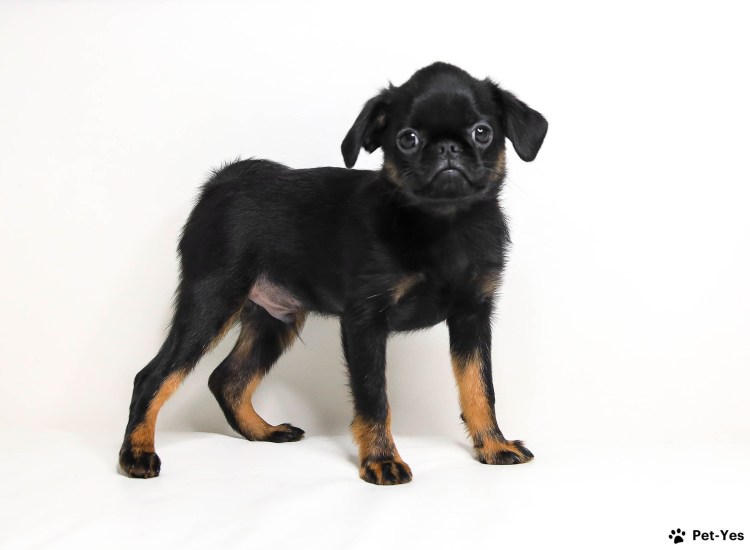 Чихуахуа гриффон