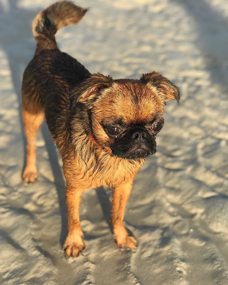 Пти брабансон черно-подпалый фото