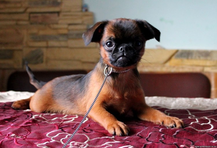 Бельгийский гриффон