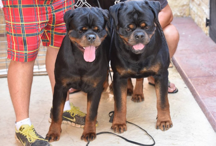 Брабансон и Мопс