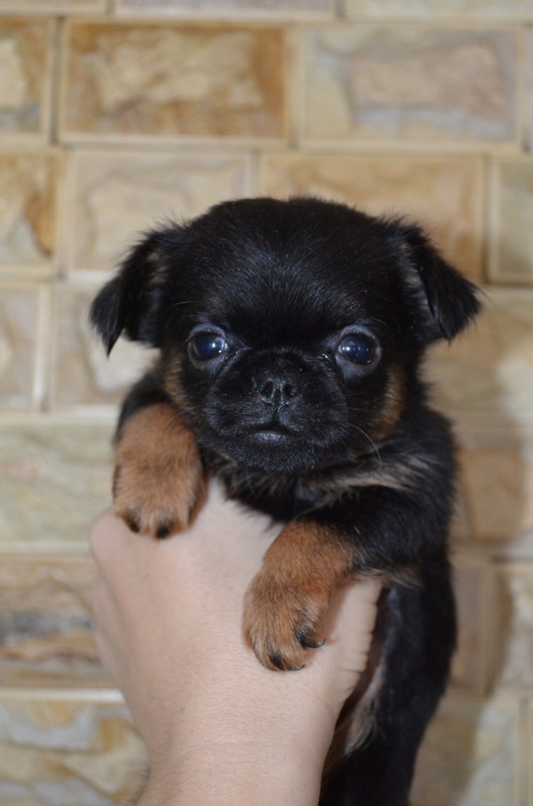 Пти брабансон недовольный