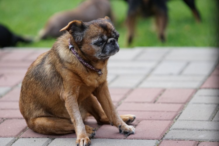 Бельгийский гриффон