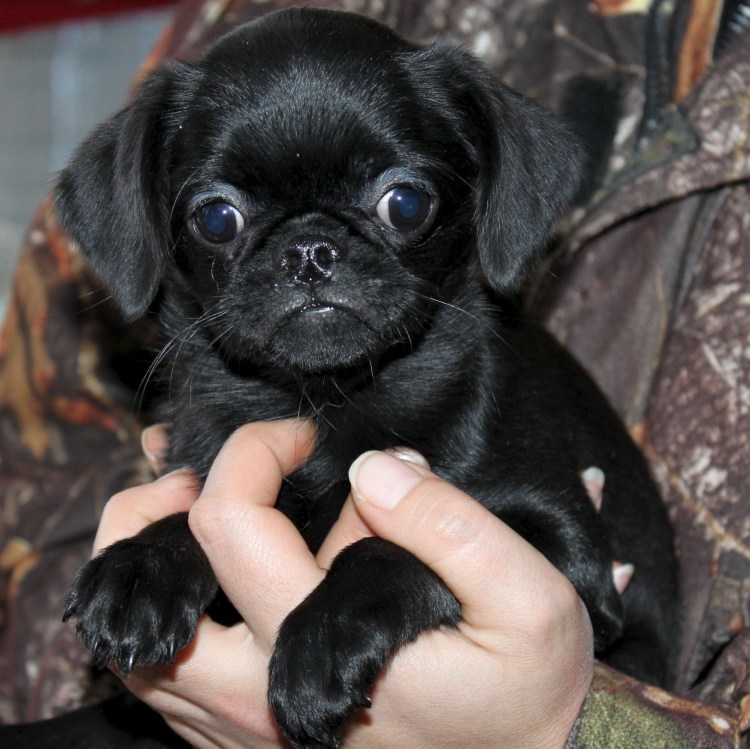 Мопс гриффон