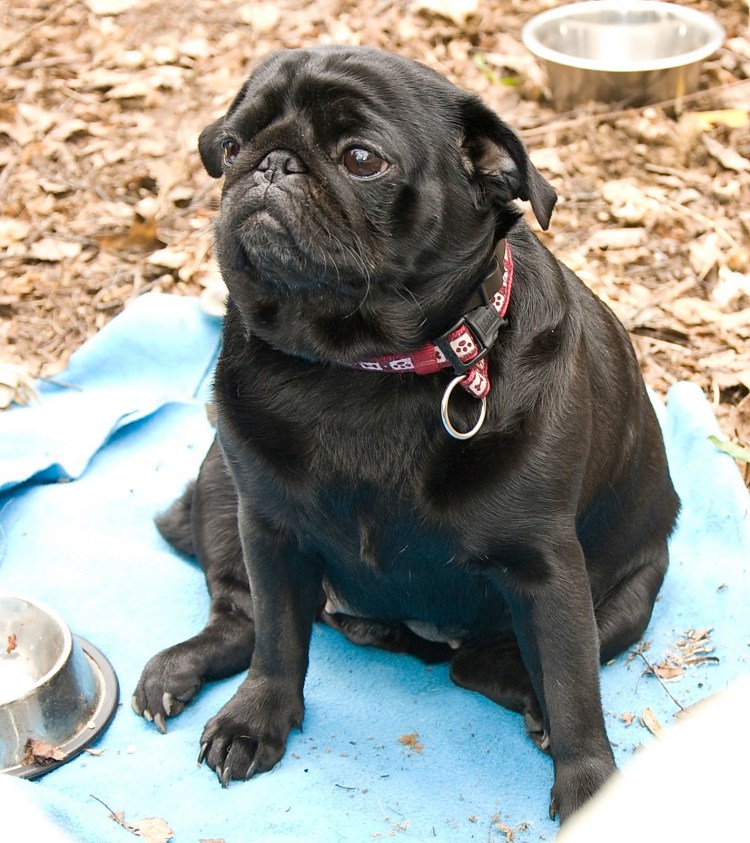 Новорожденные щенки брабансона