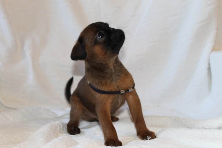 Самый большой в мире брабансон