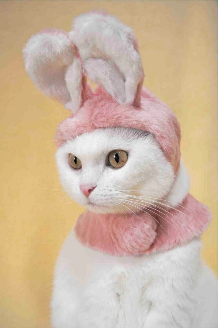 Кот в розовой шапке