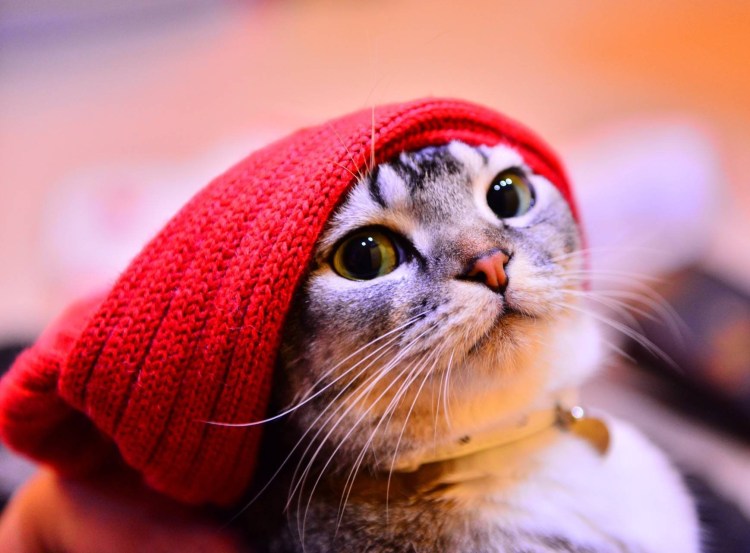 Кот в шапке