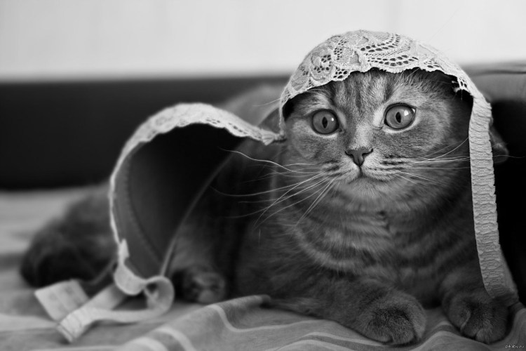 Шапочка котика