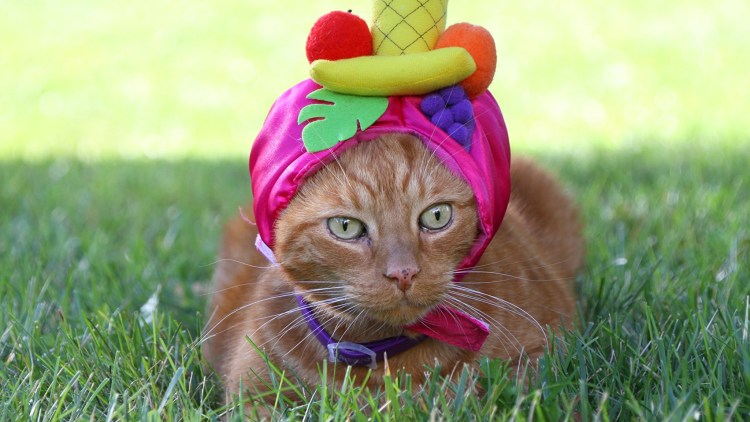 Котики смешные