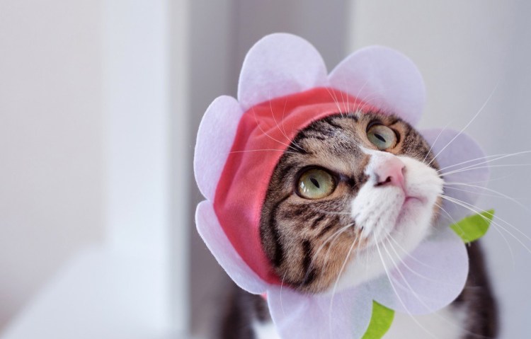 Шапочка котика