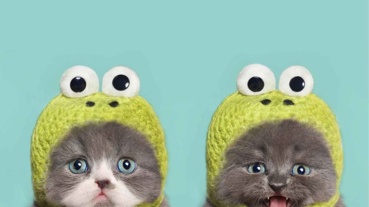 Шапочка котика