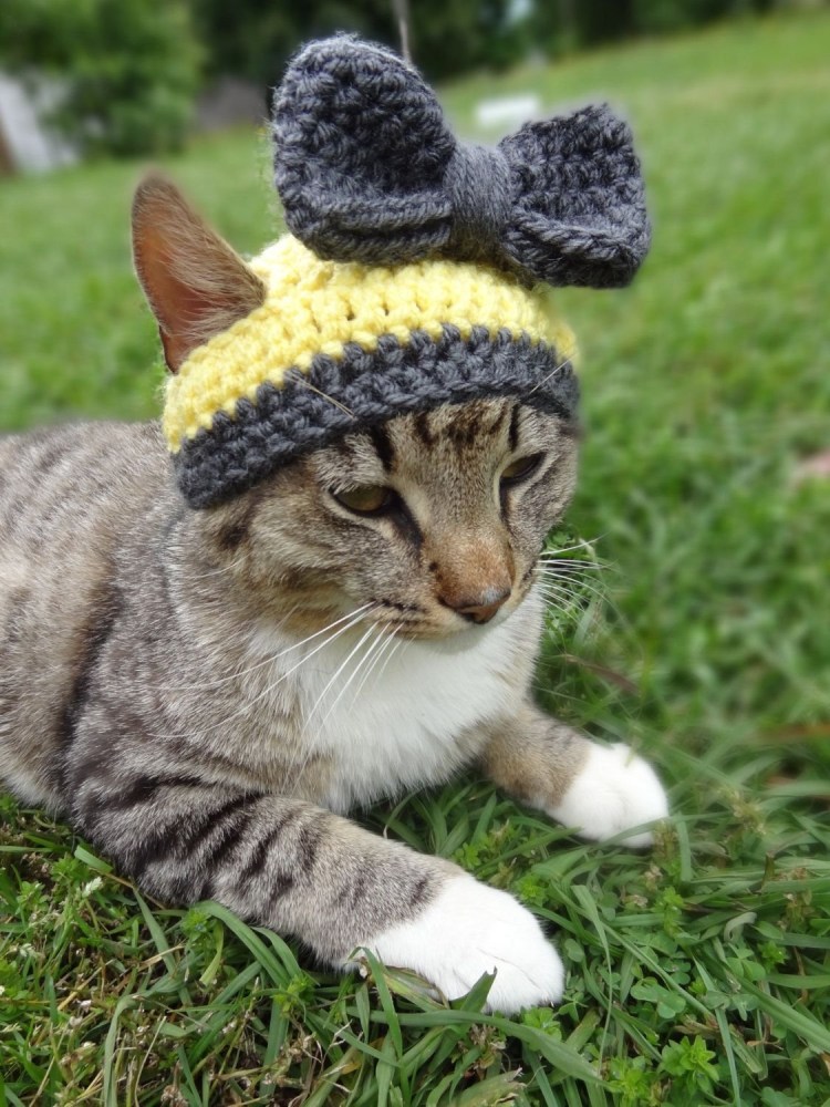 Вязаные шапочки для кошек